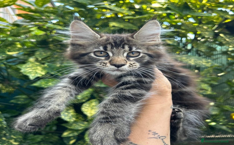 Maine Coon gatti a Provincia di Cremona - Annuncio 15