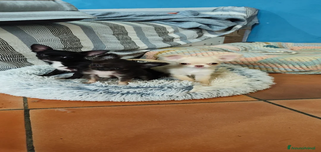 Immagine della galleria {{count}}