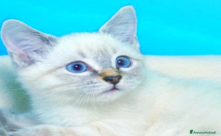 Siamese gatti a Città metropolitana di Milano - Annuncio 12