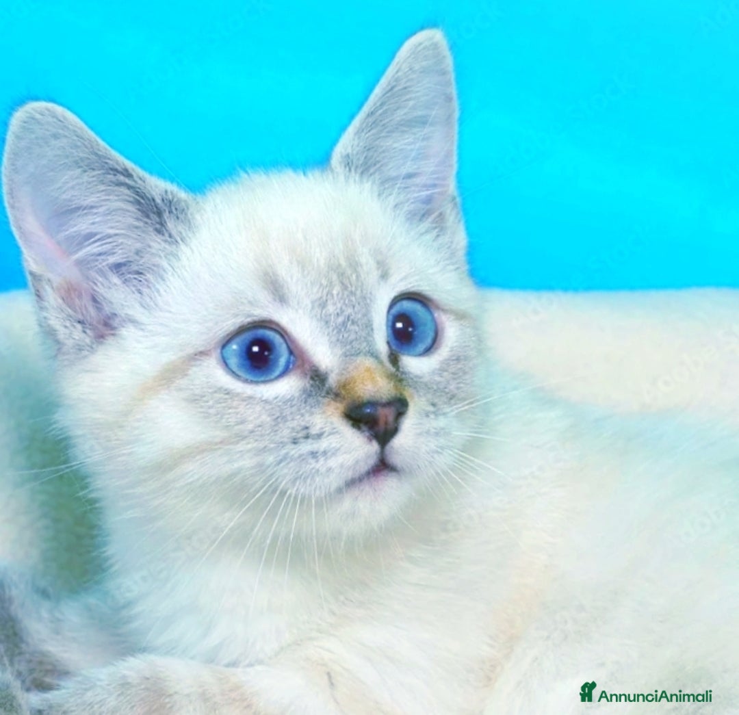 Siamese gatti in vendita: Gattini siamesi tabby  a Città metropolitana di Milano - Immagine 1