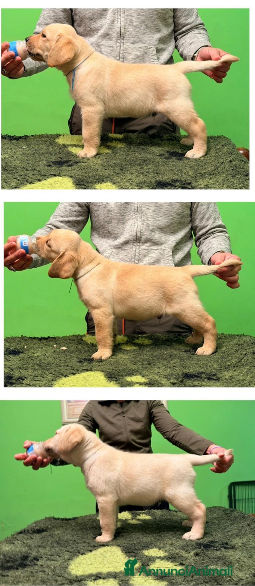 Labrador cani in vendita: Cuccioli di labrador  - Annuncio 3