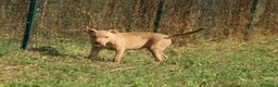 Pitbull cani in vendita: Cuccioli di Pit Bull anche a rate - Annuncio 28