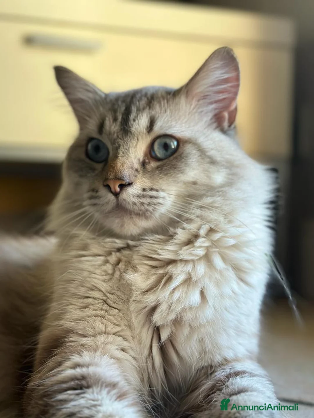 Siberiano gatti in vendita: Cuccioli siberiani neva  - Annuncio 6