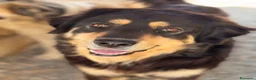Meticcio cani in regalo: Kalem - Annuncio 1