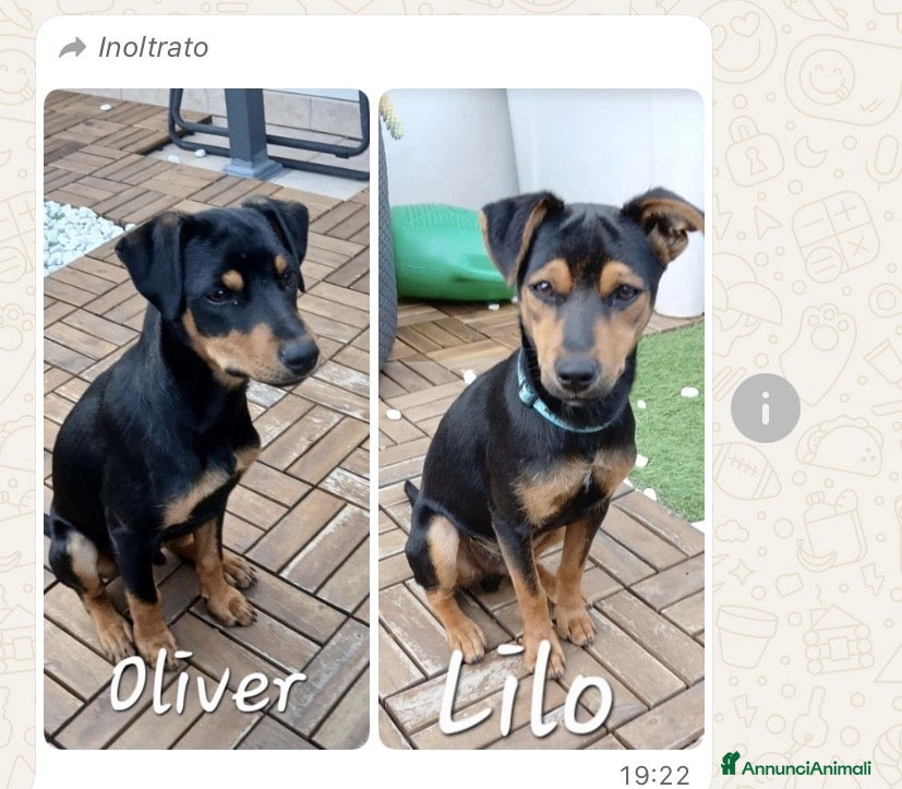Meticcio cani in regalo: ADOZIONE CUCCIOLI CANE - Annuncio 1