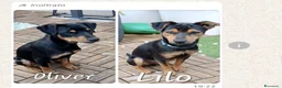 Meticcio cani in regalo: ADOZIONE CUCCIOLI CANE - Annuncio 1