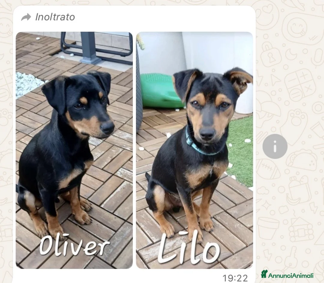 Meticcio cani in regalo: ADOZIONE CUCCIOLI CANE - Annuncio 1