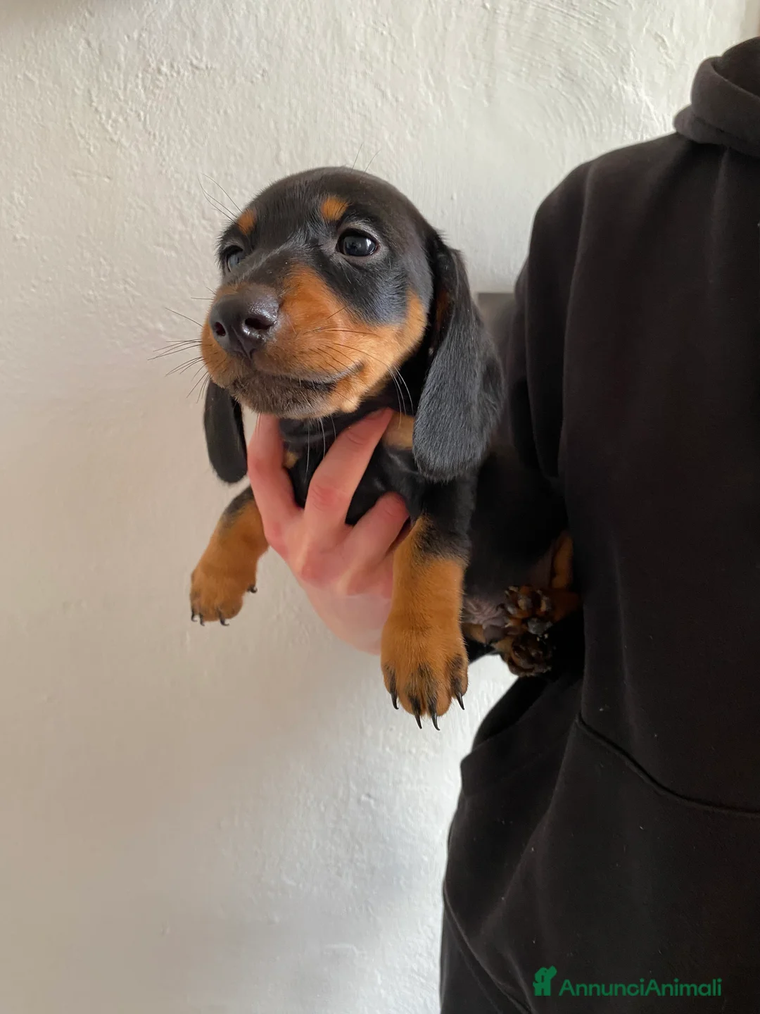 Bassotto cani in vendita: Bassotto nano tedesco a Città Metropolitana di Genova - Annuncio 13