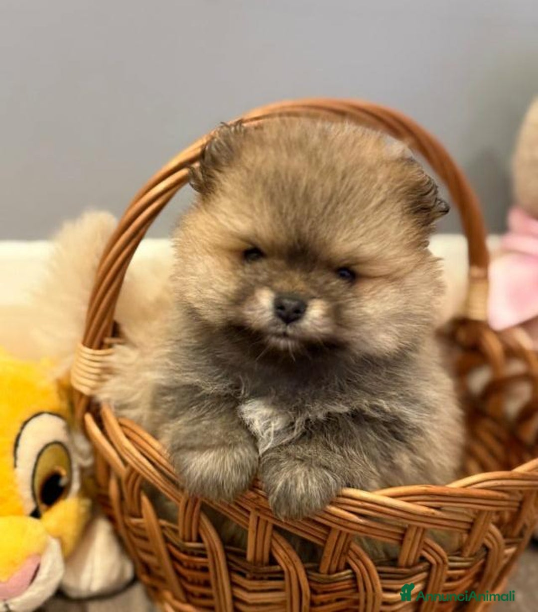 Volpino Pomerania cani in vendita: Bellissimi cuccioli di Pomerania di razza pura  - Annuncio 17