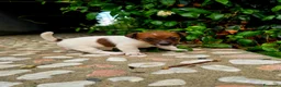 Jack Russell cani in vendita: Cuccioli di jack russell a pelo broken/liscio - Annuncio 8