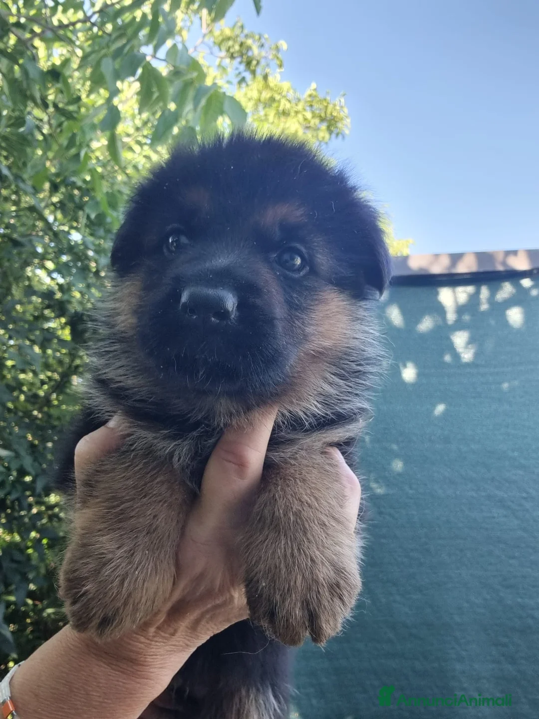 Pastore Tedesco cani in vendita: cuccioli pastore tedesco - Annuncio 2