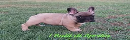 Bulldog Francese cani in vendita: Bulldog Francese  - Annuncio 3