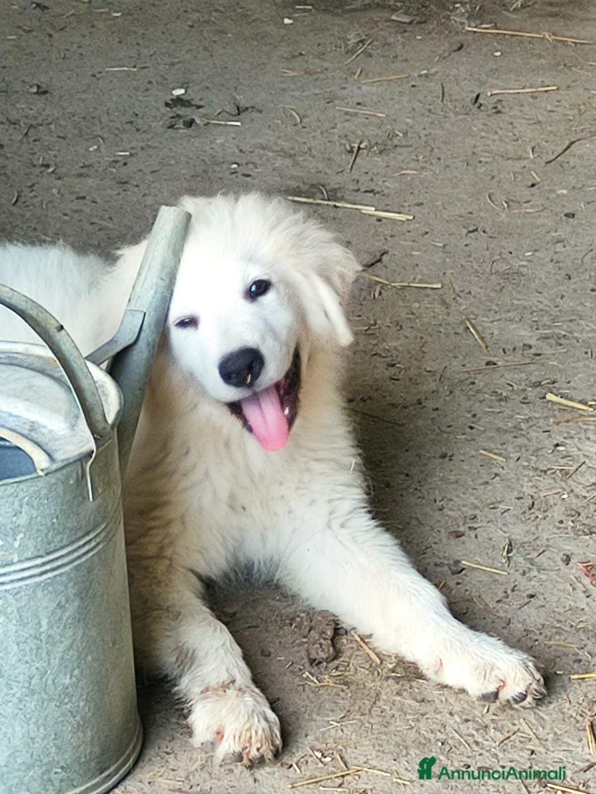 Pastore Abbruzzese Maremmano cani Disponibili cuccioli di pastore maremmanoabruzzese - Annuncio 26