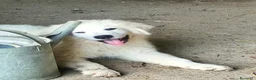 Pastore Abbruzzese Maremmano cani in vendita: Disponibili cuccioli di pastore maremmanoabruzzese - Annuncio 1