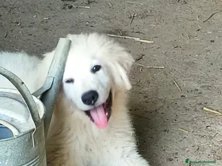 Pastore Abbruzzese Maremmano cani Disponibili cuccioli di pastore maremmanoabruzzese - Annuncio 26