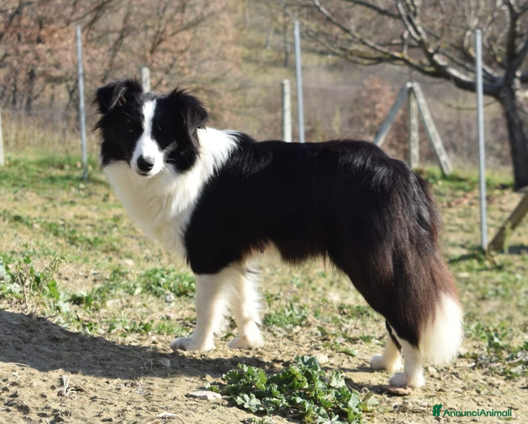 Border Collie cani in vendita: Border collie a Provincia di Campobasso - Immagine 7