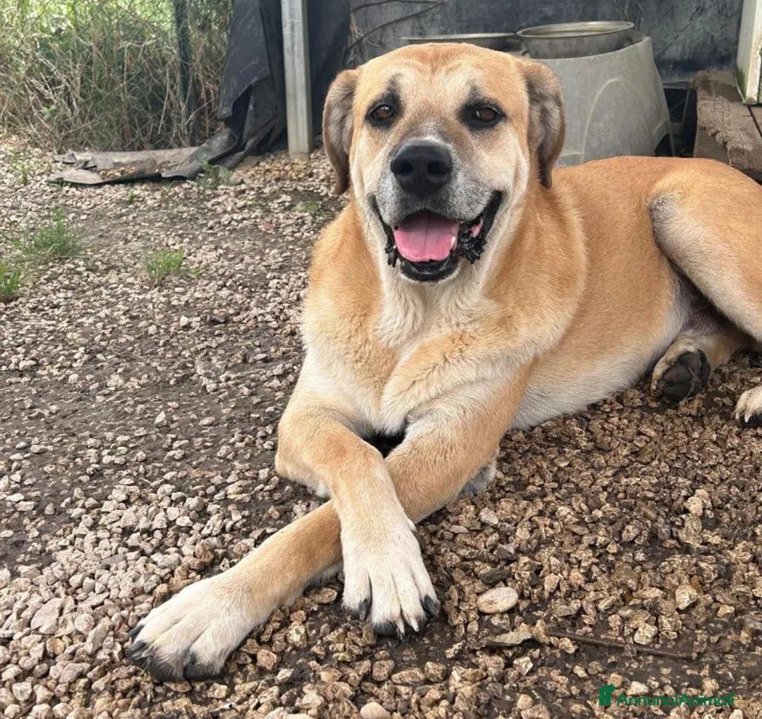 Meticcio cani in regalo: JACK TANTI ANNI IN UN CANILE DEL SUD, IN ADOZIONE - Annuncio 1