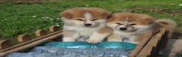 Akita Inu cani in vendita: Cuccioli di Akita da allevamento ENCI - Lombardia - Annuncio 4