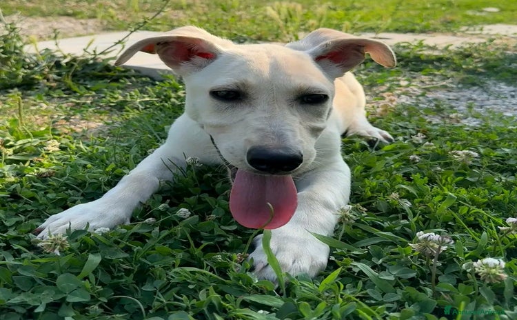 Meticcio cani a Provincia di Treviso - Annuncio 14