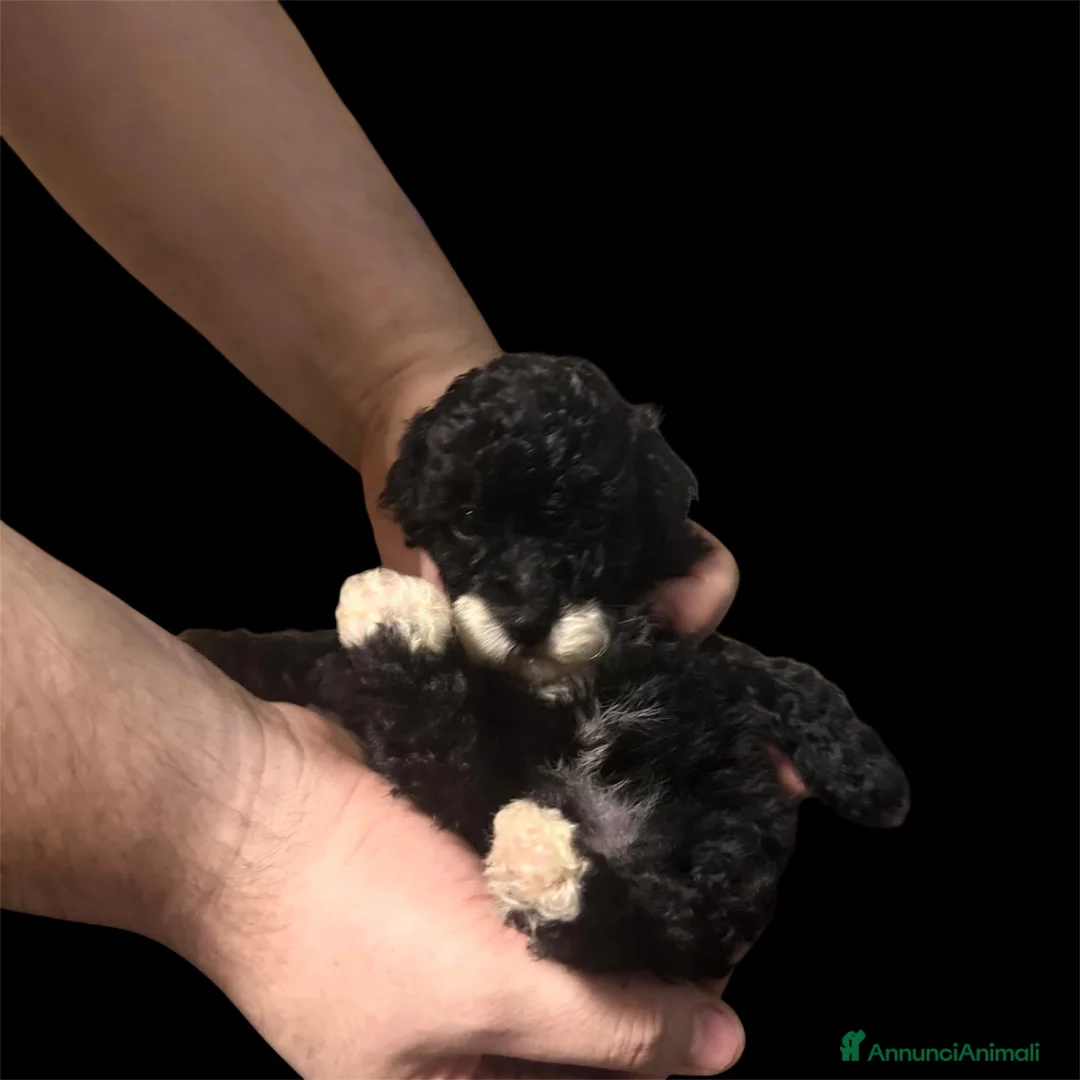Barboncino Toy cani in vendita: Barboncino toy - Annuncio 2