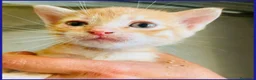 Meticcio gatti in regalo: JAZZ, MICETTO ROSSO TENERISSIMO CERCA UNA MAMMA UM - Annuncio 4