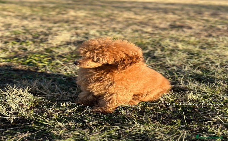 Barboncino cani Accoppiamento barboncina - Annuncio 1