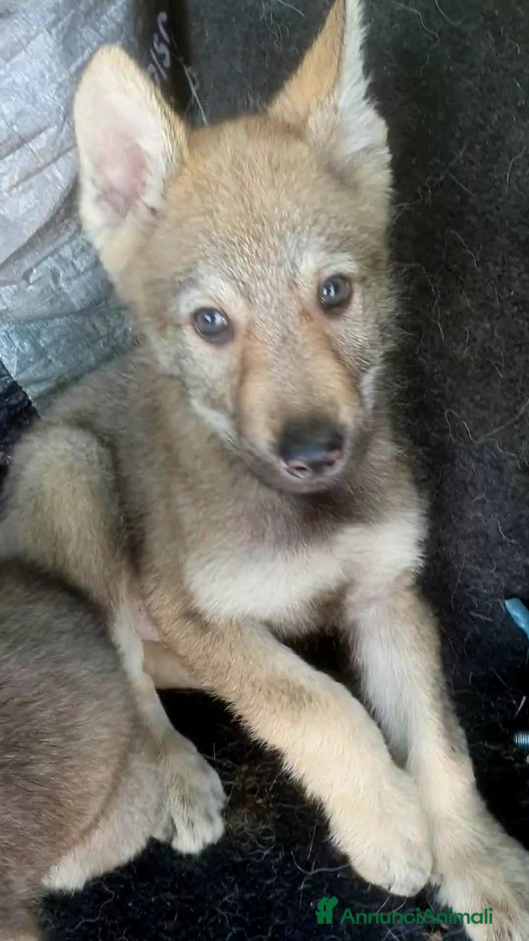 Meticcio cani in vendita: Lupo Cecoslovacco x lupo di Saarloos  - Annuncio 2