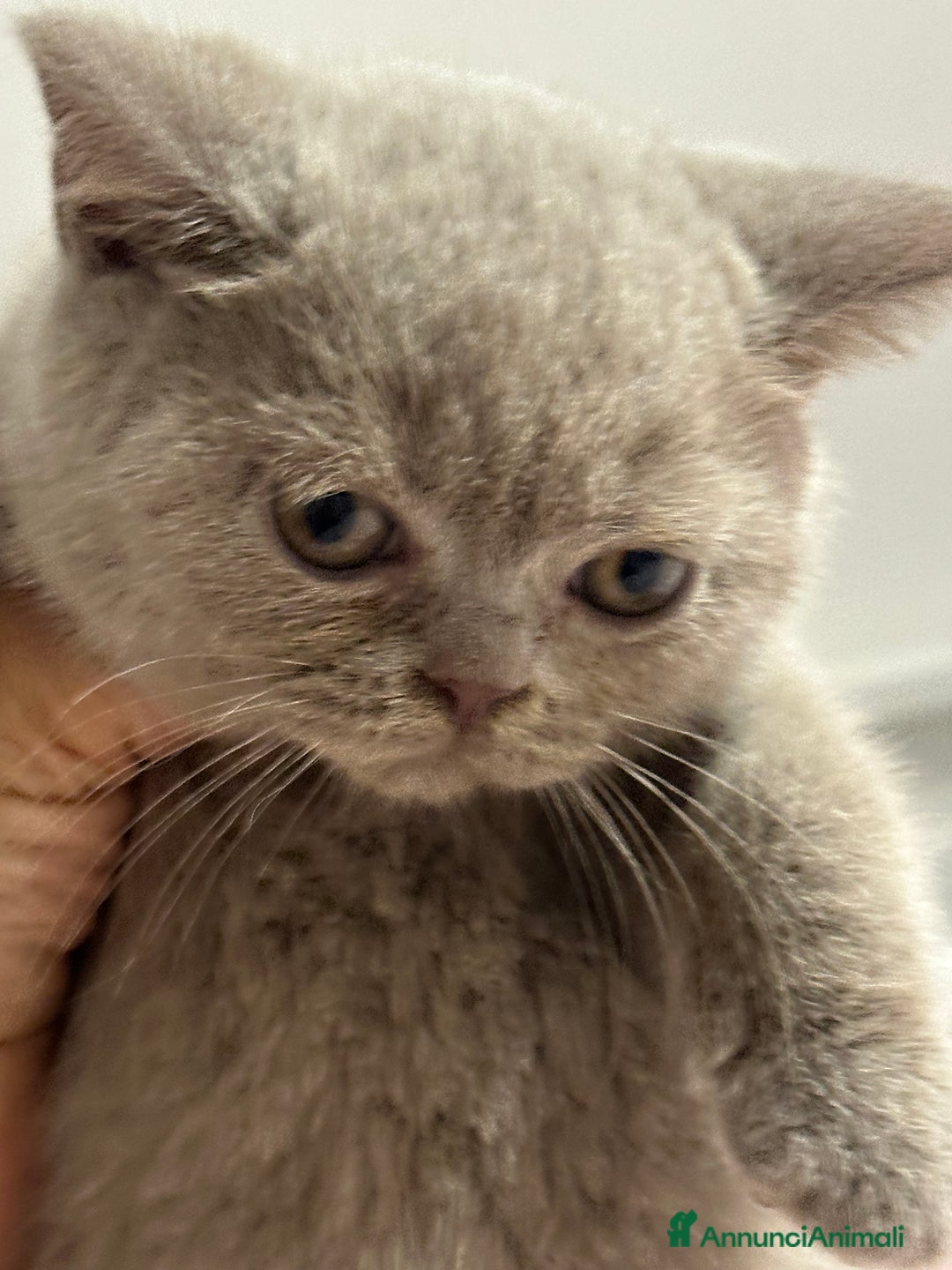 British gatti in vendita: Cuccioli di vero British Shorthair  a Città Metropolitana di Bologna - Annuncio 8