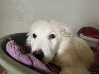 Meticcio cani Cuccioli simil pastore maremmano - Annuncio 15