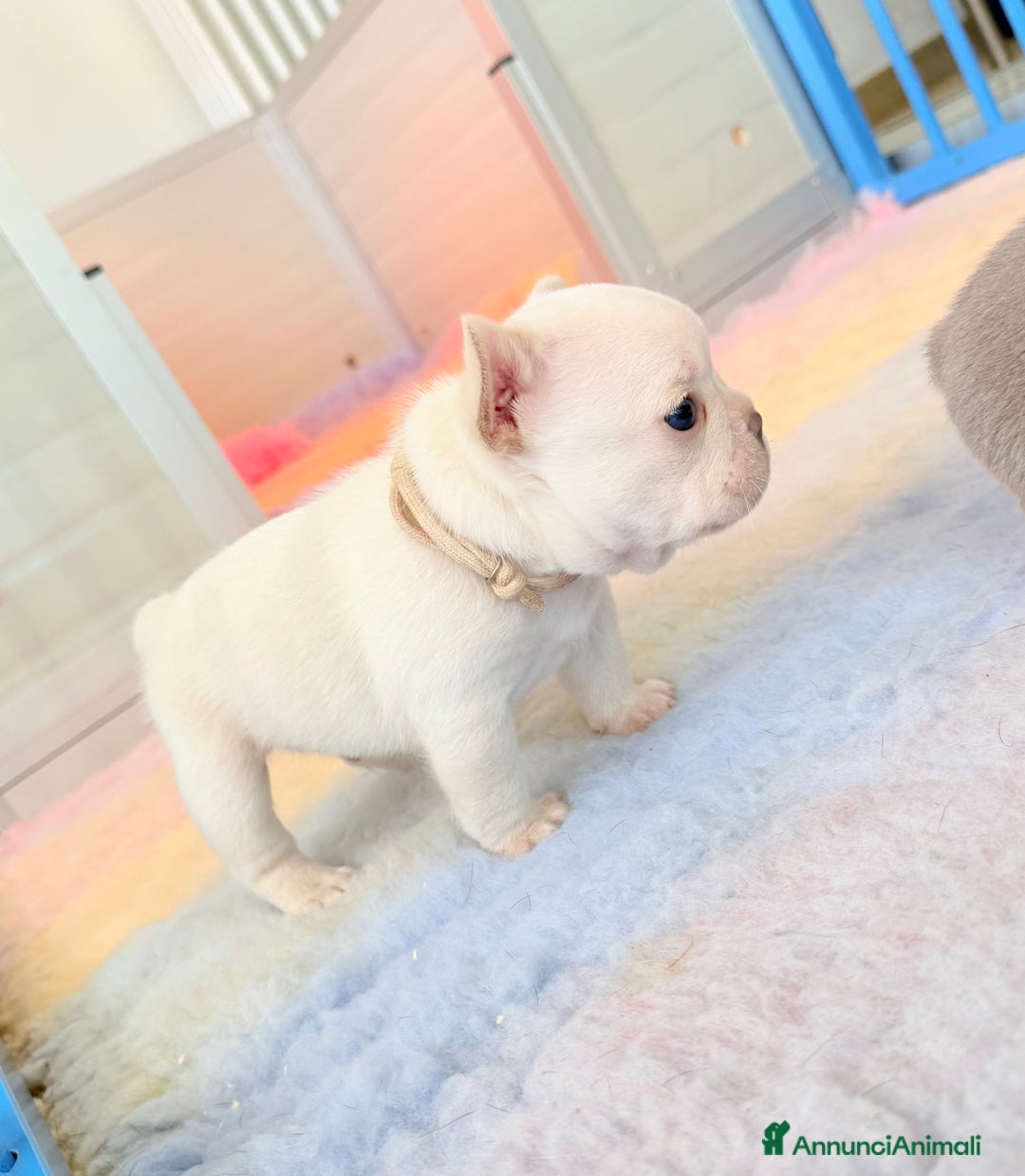 Bulldog Francese cani in vendita: Cuccioli Bulldog francese esotico - Annuncio 5