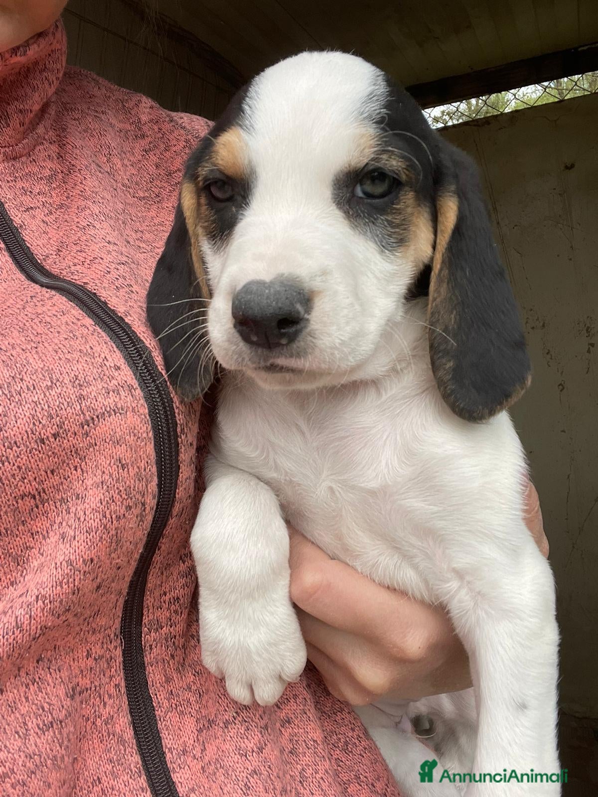 Meticcio cani LA PICCOLA E DOLCE SELENE - Annuncio 13