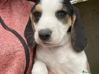 Meticcio cani LA PICCOLA E DOLCE SELENE - Annuncio 13