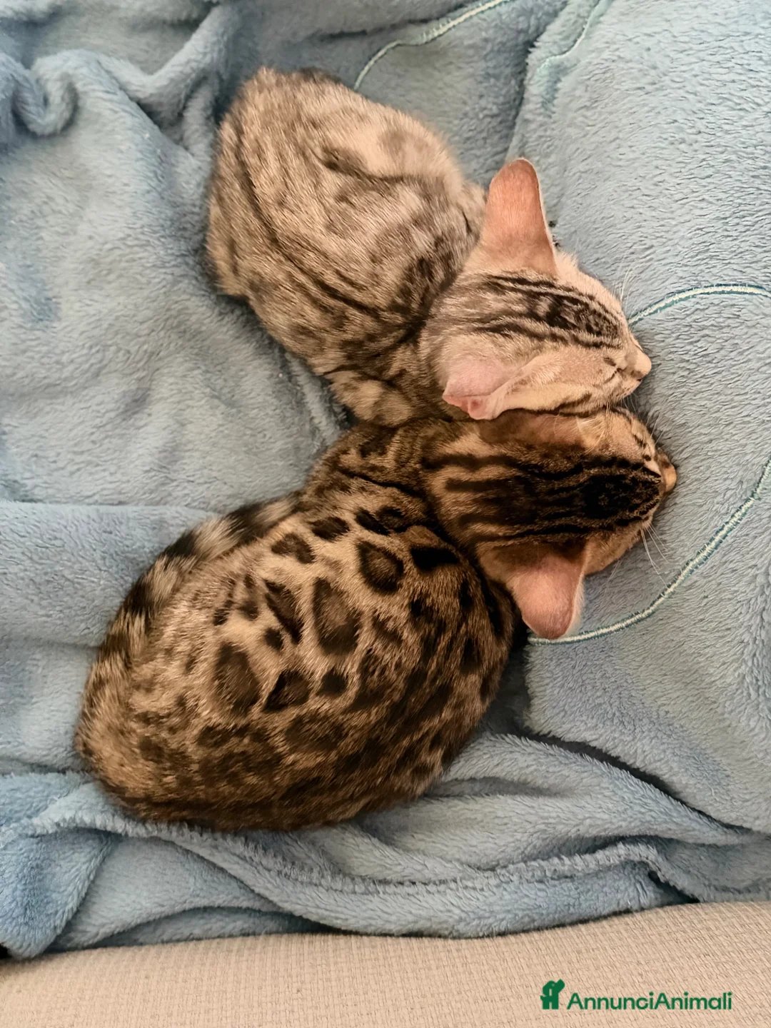Bengala gatti in vendita: Cuccioli bengala  - Annuncio 2