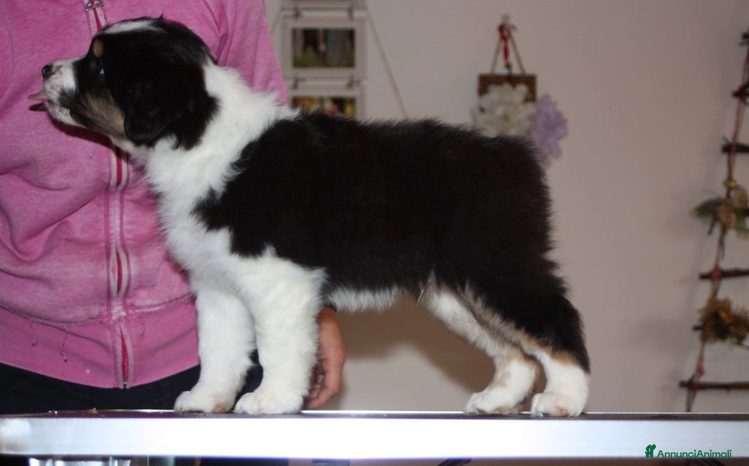 Australian Shepherd cani in vendita: MERAVIGLIOSO CUCCIOLO MASCHIO TRICOLOR BLACK NBT - Annuncio 3