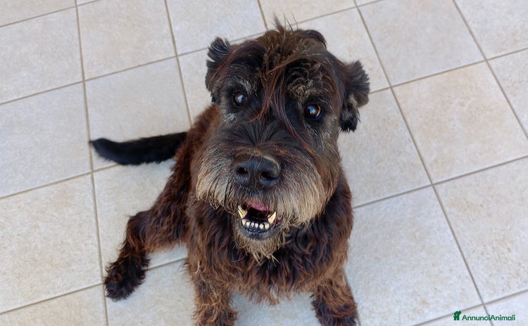 Schnauzer Gigante cani a Provincia di Ancona - Annuncio 1