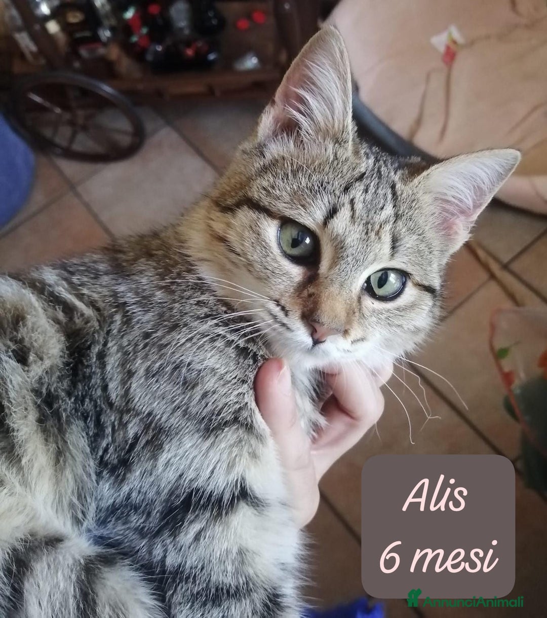 Altre razze gatti in regalo: Gattini desiderosi di trovare famiglia  - Annuncio 10