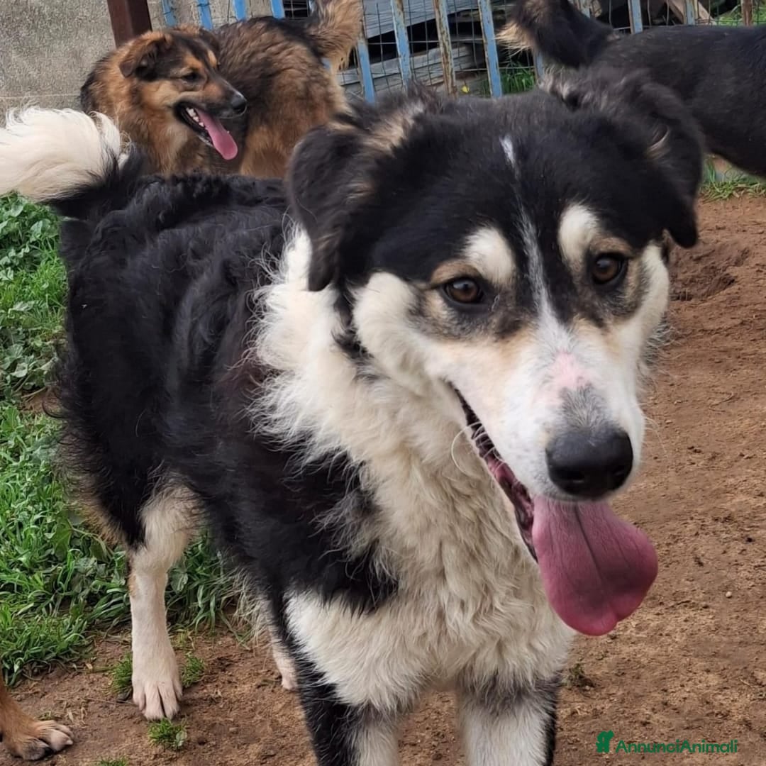 Meticcio cani BRETZEL 🩷-cucciola cerca 8ancora, ancora) casa 😢 - Annuncio 1