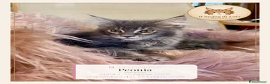 PEONIA - Maine Coon - Il Sogno Di Lola