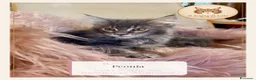 Maine Coon gatti in vendita: Cucciola Maine Coon Anfi - Il Sogno di Lola - Annuncio 1