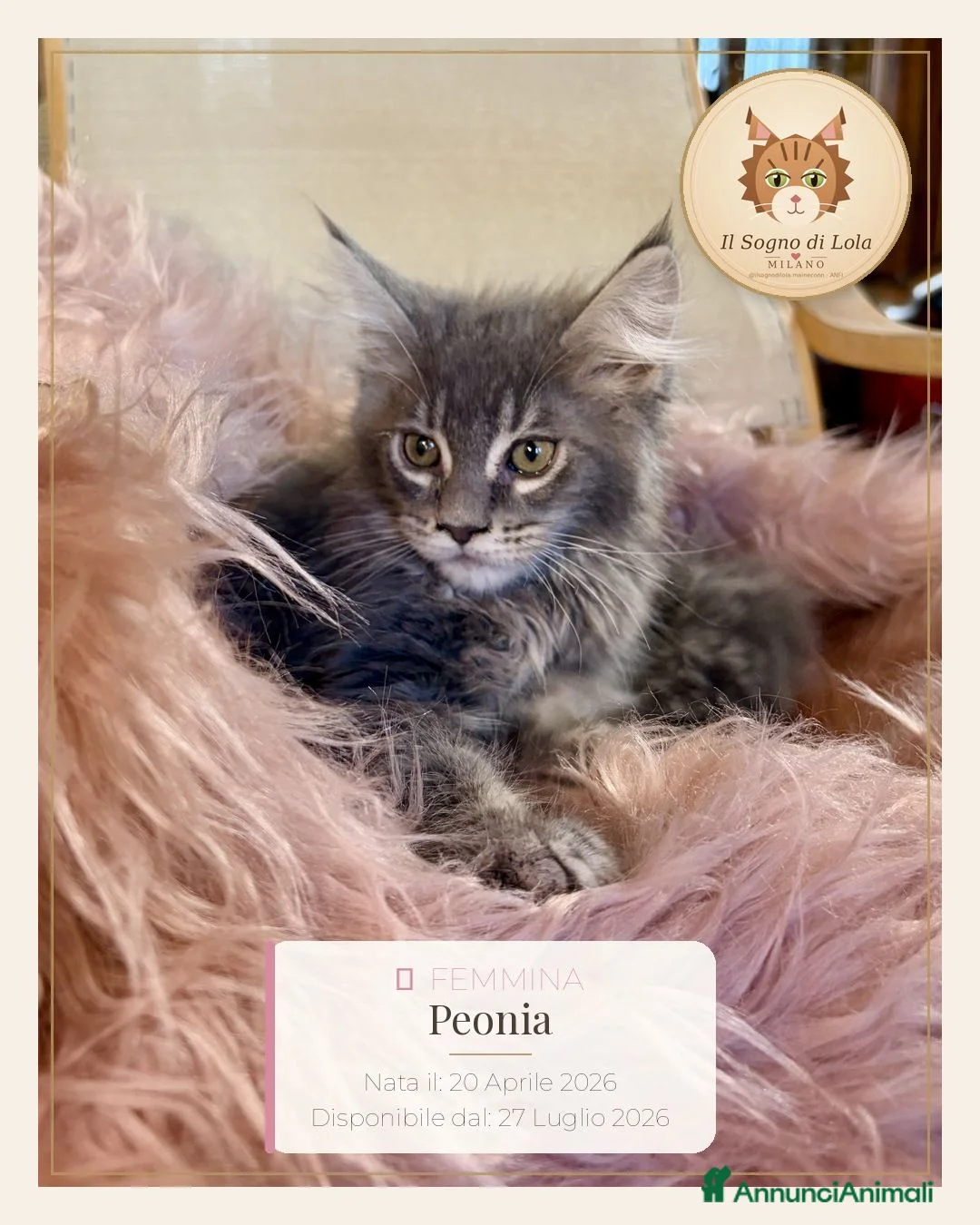 Maine Coon gatti in vendita: Cucciola Maine Coon Anfi - Il Sogno di Lola - Annuncio 1
