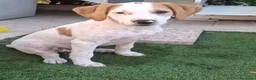 Meticcio cani in regalo: Vaniglia dolce cucciola cerca casa tg media - Annuncio 6