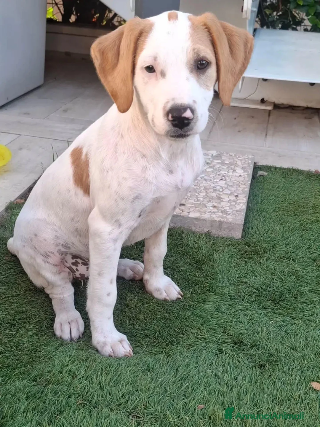 Meticcio cani in regalo: Vaniglia dolce cucciola cerca casa tg media - Annuncio 6