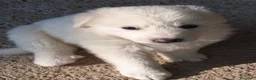 Pastore Abbruzzese Maremmano cani in vendita: Cuccioli di pastore maremmano - Annuncio 39