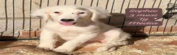 Meticcio cani in regalo: Cuccioli invisibili da salvare  a Provincia di Pistoia - Annuncio 7