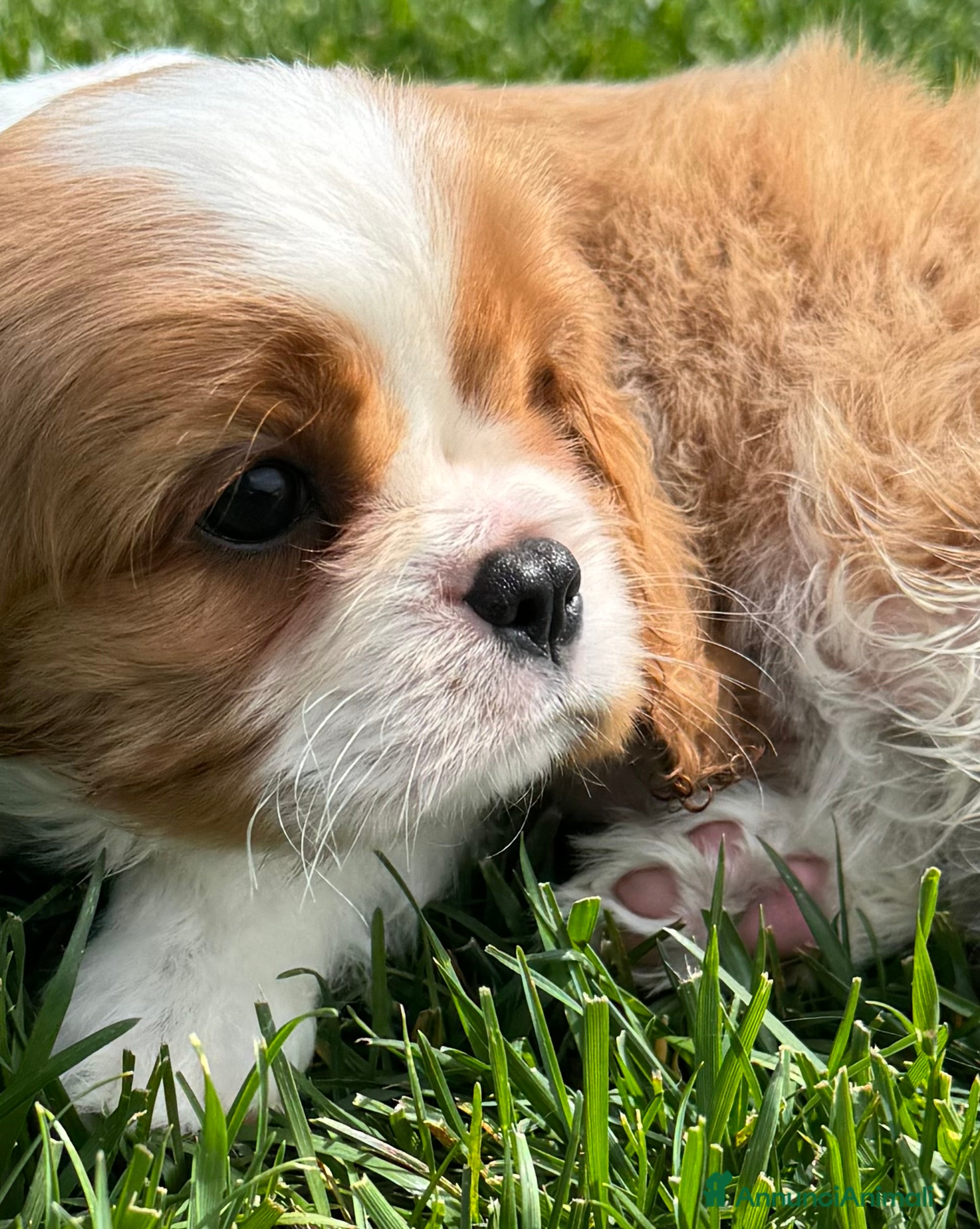 Cavalier King cani Allevamento ENCI cuccioli cavalier king  - Annuncio 2