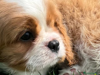 Cavalier King cani Allevamento ENCI cuccioli cavalier king - Annuncio 3