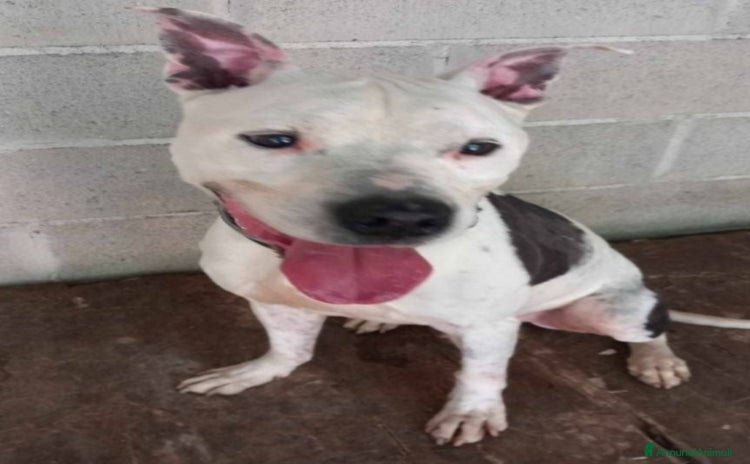 Pitbull cani Pitbullino anziano 12anni deve morire in box?GENOV - Annuncio 1