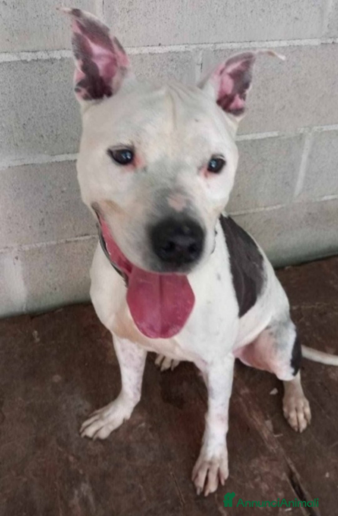 Pitbull cani in regalo: Pitbullino anziano 12anni deve morire in box?GENOV - Annuncio 1