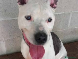 Pitbull cani Pitbullino anziano 12anni deve morire in box?GENOV - Annuncio 10