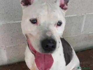 Pitbull cani Pitbullino anziano 12anni deve morire in box?GENOV - Annuncio 15